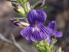 Stemodia florulenta