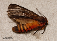 Automolis rubripuncta