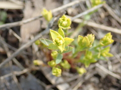 Euphorbia virgata