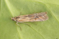 Ancylosis cinnamomella