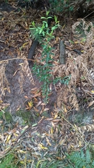 Pimelea drupacea