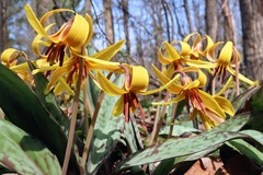 Erythronium americanum