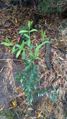 Pimelea drupacea