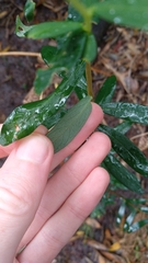 Pimelea drupacea