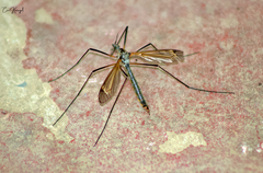 Tipula