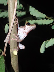 Osteocephalus buckleyi