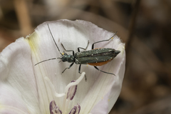 Oedemera crassipes
