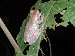 Osteocephalus buckleyi