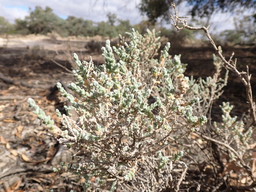 Image of Maireana appressa by (c) Nina Kerr, some rights reserved (CC BY)