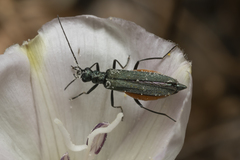 Oedemera crassipes