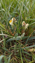 Linaria hirta
