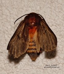 Automolis rubripuncta