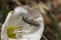 Oedemera crassipes
