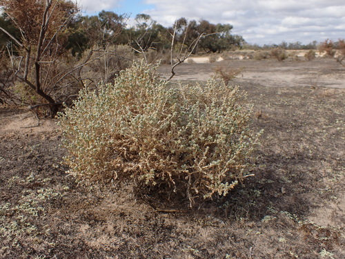 Image of Maireana appressa by (c) Nina Kerr, some rights reserved (CC BY)