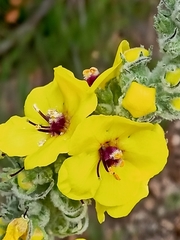 Verbascum boerhavii