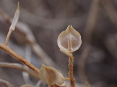 Lepidium monoplocoides