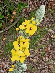 Verbascum boerhavii