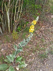 Verbascum boerhavii