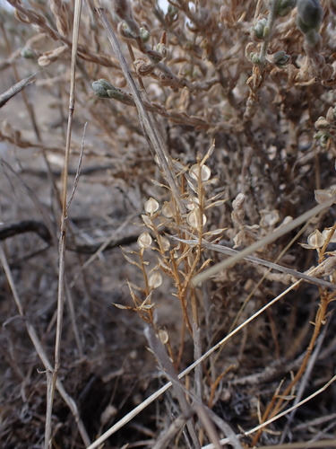 Image of Lepidium monoplocoides by (c) Nina Kerr, some rights reserved (CC BY)