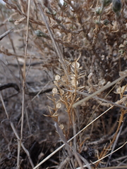 Lepidium monoplocoides