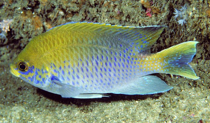 Blue-Spotted Chromis