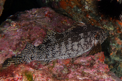 Aplodactylus arctidens