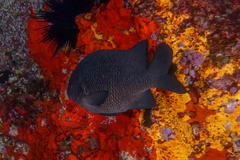 Parma alboscapularis