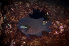 Parma alboscapularis