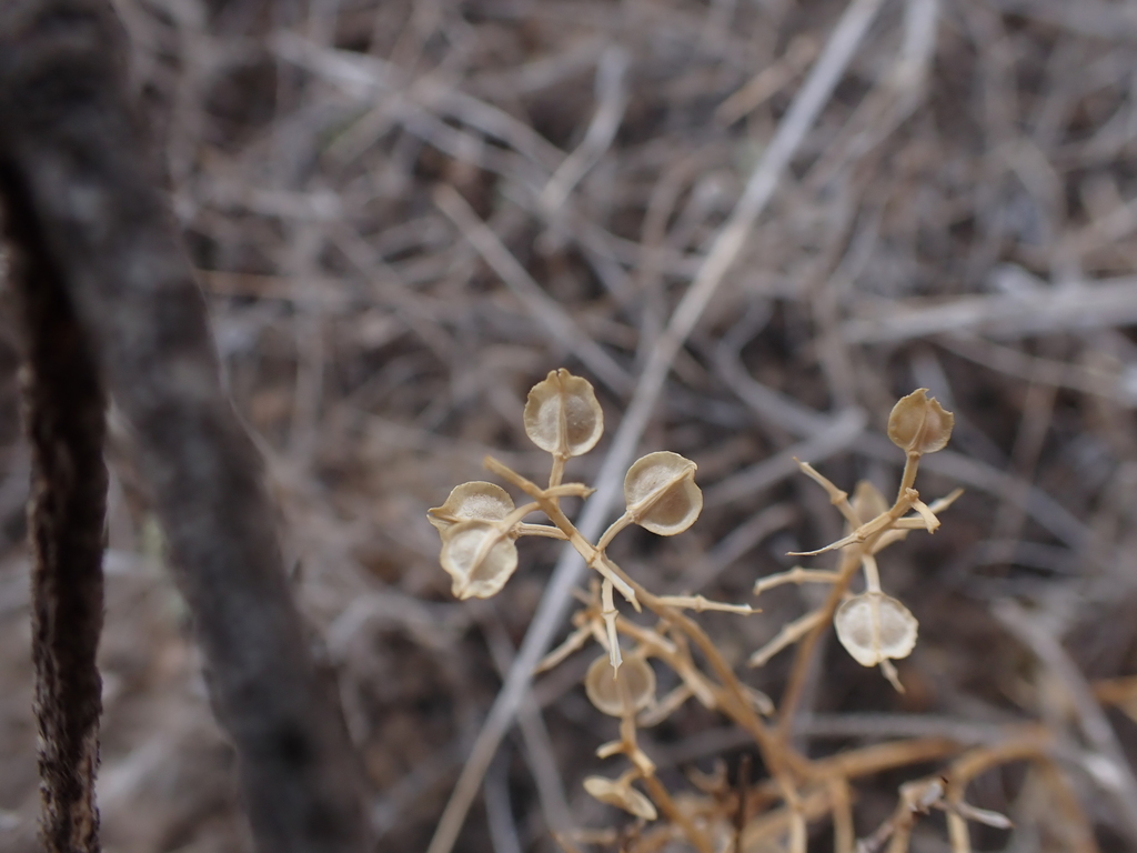 Winged Pepperwort