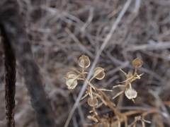 Lepidium monoplocoides