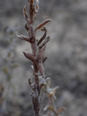 Malacocera tricornis