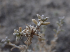 Malacocera tricornis