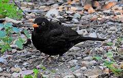 Turdus merula