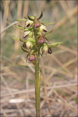 Genoplesium ciliatum