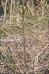 Genoplesium ciliatum