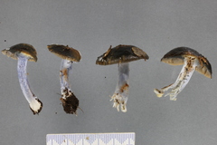Cortinarius turcopes