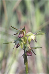 Genoplesium ciliatum