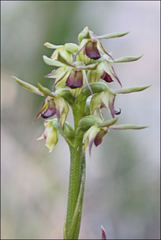 Genoplesium ciliatum
