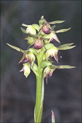 Genoplesium ciliatum