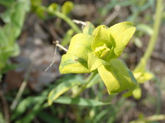 Euphorbia virgata