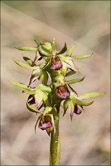 Genoplesium ciliatum