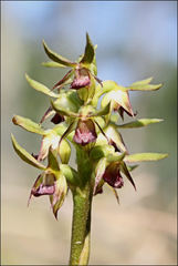 Genoplesium ciliatum
