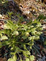 Helleborus foetidus