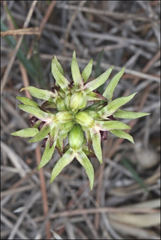Genoplesium ciliatum