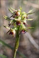 Genoplesium ciliatum