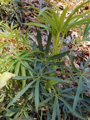 Helleborus foetidus