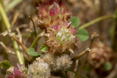 Trifolium argutum