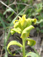 Euphorbia virgata