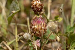 Trifolium argutum