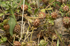 Trifolium argutum